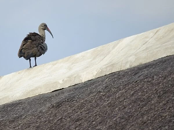 Hadada Ibis (Bostrychia hagedash) adult, standing on roof, Johannesburg, Gauteng, South Africa