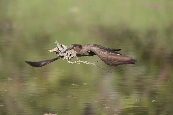 Hamerkop (Scopus umbretta) adult, in flight over water, with nesting material in beak, Gambia, February