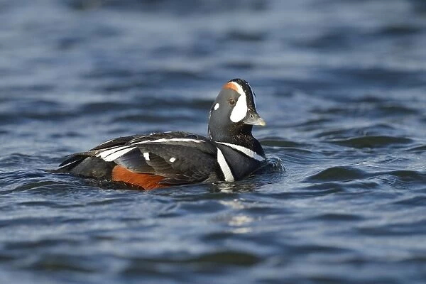 Harlequin Duck (Histrionicus histrionicus) adult male, breeding plumage, swimming on river, River Laxa, Iceland, June