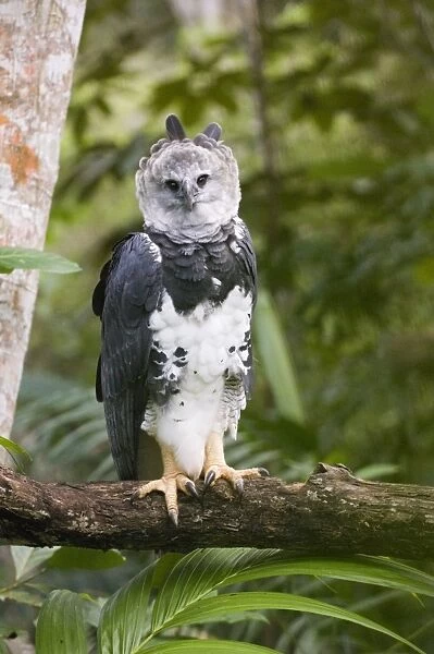Harpy Eagle (Harpia harpyja) adult, perched on branch, reintroduction program, Panama