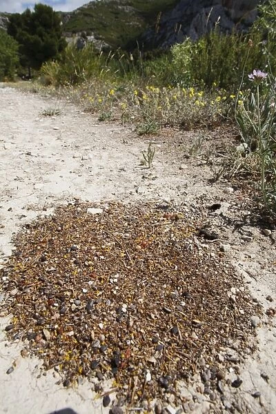 Harvester Ant (Messor bouvieri) spoil heap of seed husks and other rubbish outside nest entrance, Chaine des Alpilles