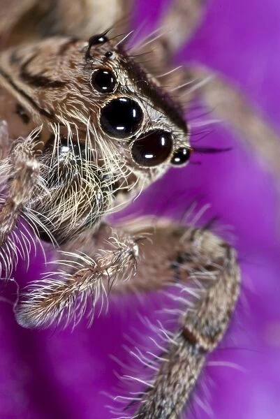 Heavy Jumping Spider (Hyllus sp. ) adult female, close-up of face, Banfora, Comoe Province, Burkina Faso