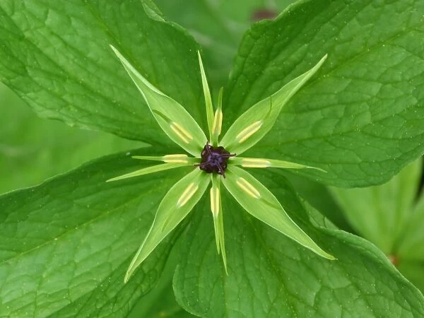 Herb Paris (Paris quadrifolia) close-up of flower, growing in limestone woodland, Dolomites, Italian Alps, Italy, June