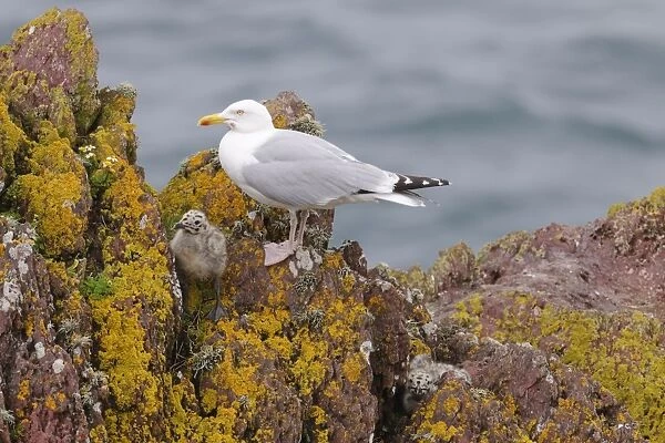Herring Gull (Larus argentatus) adult, breeding plumage, with chicks amongst rocks, Skokholm Island, Pembrokeshire