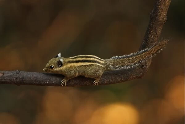 Himalayan Striped Squirrel (Tamiops mcclellandii) adult, climbing on branch, Kaeng Krachan N. P. Thailand, february