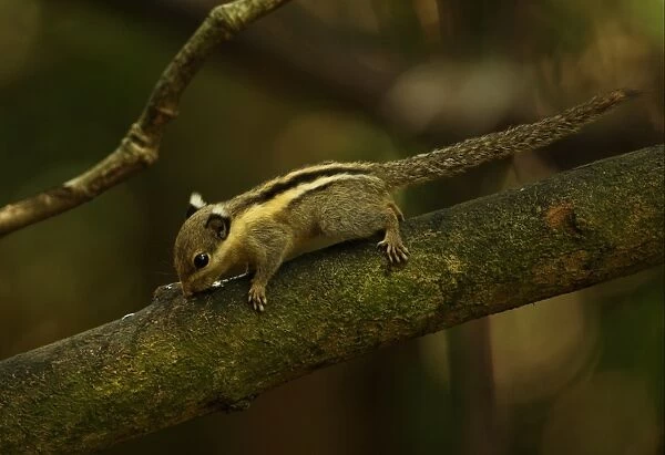 Himalayan Striped Squirrel (Tamiops mcclellandii) adult, licking moisture off branch, Kaeng Krachan N. P