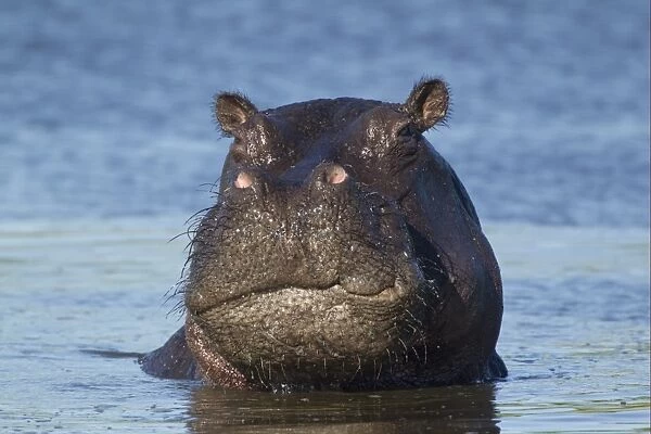 Hippopotamus (Hippopotamus amphibius) adult male, close-up of head, in water, Okavango Delta, Botswana