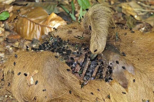 Hoffmann's Two-toed Sloth (Choloepus hoffmanni) dead adult, carcass covered with flies, Madre de Dios, Amazonia, Peru