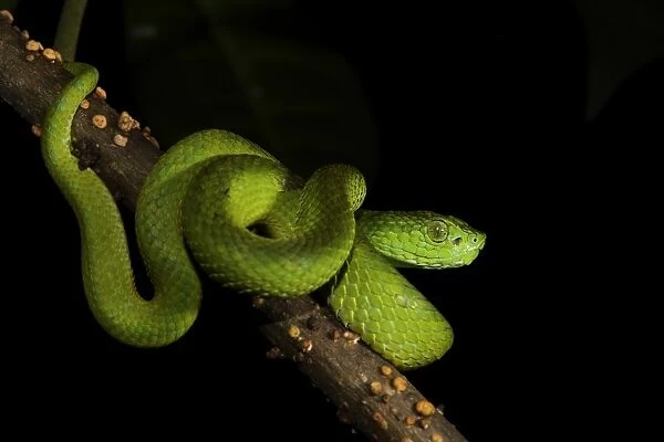 Honduran Palm-pitviper (Bothriechis marchi) juvenile, coiled on branch, in cloudforest, Cusuco N. P