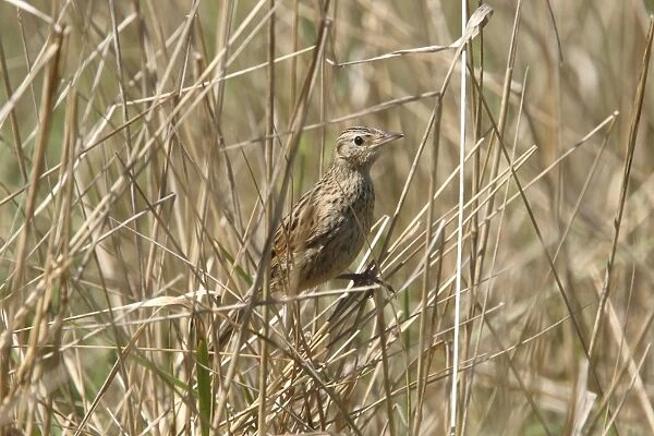 Hudson's Canastero (Asthenes hudsoni) juvenile (first known photograph of juvenile), perched on dry stems, Rincon del Cobo, Buenos Aires, Argentina, february