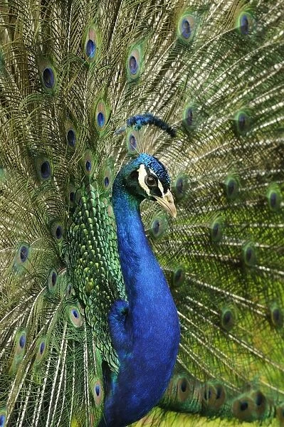 Indian Peafowl (Pavo cristatus) adult male, close-up of head and neck, displaying with tail feathers raised (captive)