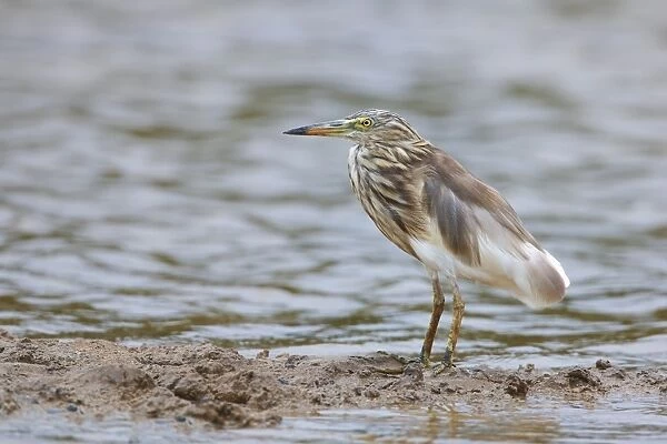 Indian Pond-heron (Ardeola grayii) adult, non-breeding plumage, standing on mud, Goa, India, March