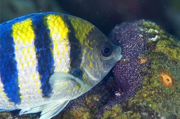 Indo-Pacific Sergeant Major (Abudefduf vaigiensis) adult, tending eggs at shipwreck