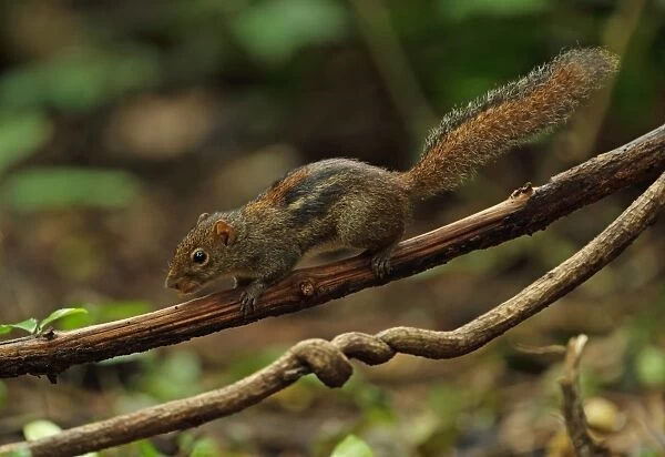 Indochinese Ground Squirrel (Menetes berdmorei) adult, climbing along vine stem, near Kaeng Krachan, Thailand, May