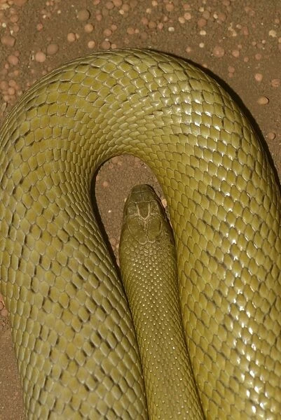 Inland Taipan (Oxyuranus microlepidotus) worlds most venomous land snake, adult, close-up of head, Queensland