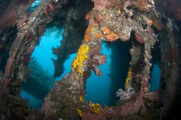 Interior of coral encrusted shipwreck, USAT Liberty (US Army transport ship torpedoed during WWII), Tulamben, Seraya