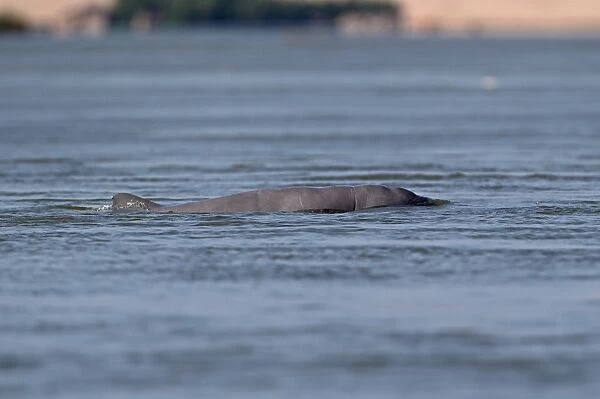 Irrawaddy Dolphin (Orcaella brevirostris) adult, swimming at surface of river, Mekong River, Kratie, Cambodia, January