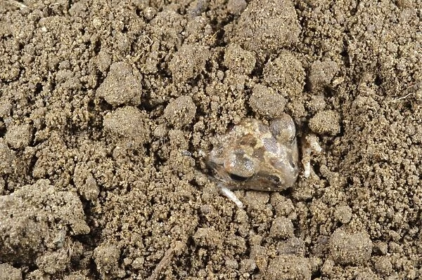 Italian Spadefoot (Pelobates fuscus insubricus) young, digging in loose sandy soil, Cascina Bellezza, Turin, Piedmont, Italy