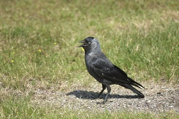 Jackdaw (Corvus monedula) adult, panting, standing on ground, Sweden