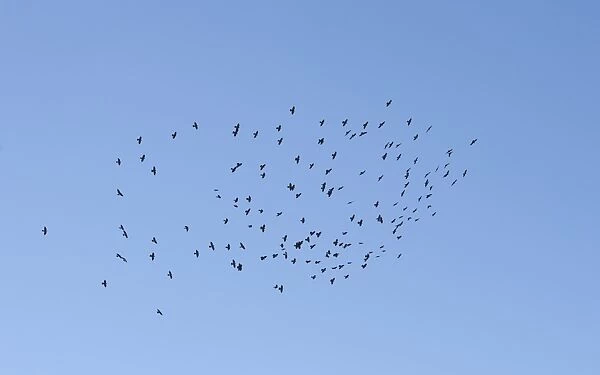Jackdaw (Corvus monedula) flock, in flight, Northern Spain, september