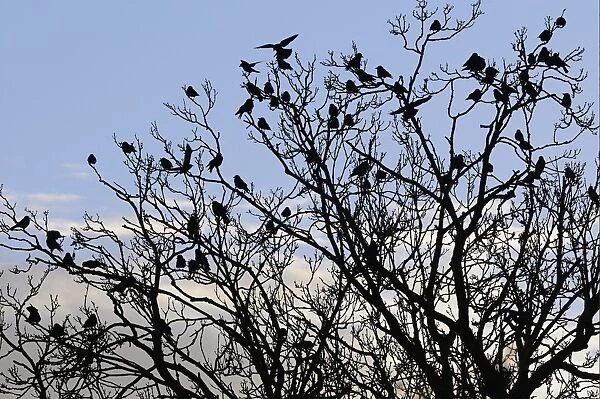Jackdaw (Corvus monedula) flock, roosting in tree, silhouetted at sunset, Gloucestershire, England, december