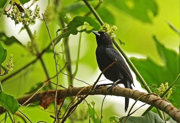 Jamaican Blackbird (Nesopsar nigerrimus) adult, perched on branch, Ecclesdown Road, Jamaica, march
