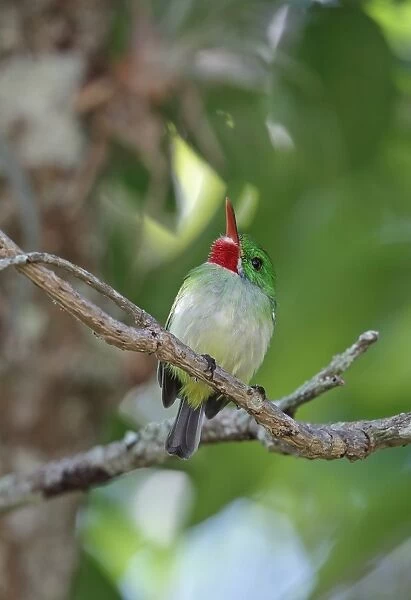 Jamaican Tody (Todus todus) adult, looking up, perched on twig, Marshalls Pen, Jamaica, December
