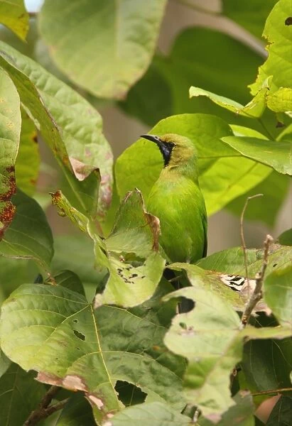 Jerdon's Leafbird (Chloropsis jerdoni) adult male, perched amongst leaves in tree, Sri Lanka, december
