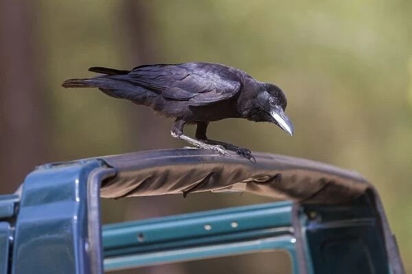 Jungle Crow (Corvus macrorhynchos) adult, perched on car, Kanha N. P. Madhya Pradesh, India, March