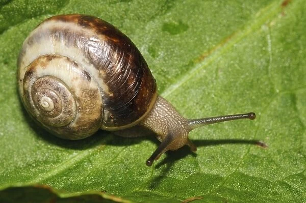 Kentish Snail (Monacha cantiana) adult, crawling on leaf, Priory Water Nature Reserve, Leicestershire, England, May