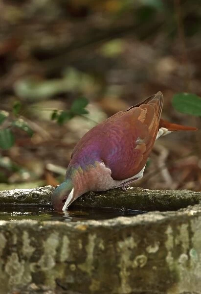 Key West Quail-dove (Geotrygon chrysia) adult, drinking, Cayo Coco, Jardines del Rey, Ciego de Avila Province, Cuba