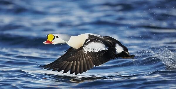 King Eider (Somateria spectabilis) adult male, in flight, taking off from sea, Norway, March