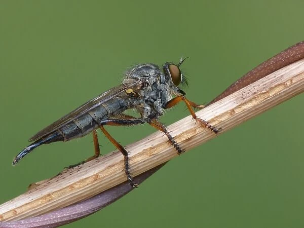 Kite-tailed Robberfly (Machimus atricapillus) adult male, resting on stem, Cannobina Valley, Italian Alps, Piedmont