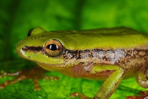 Kivu Reed Frog (Hyperolius kivuensis) adult, sitting on leaf in tropical montane forest, Nyungwe Forest N. P