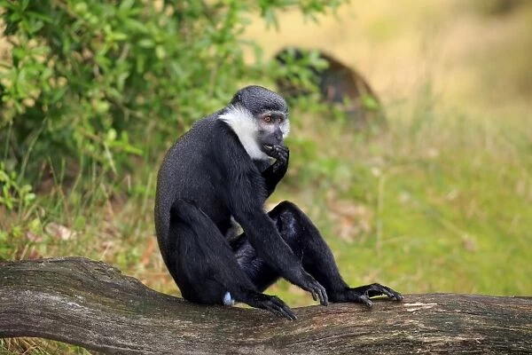 L Hoests Monkey (Cercopithecus lhoesti) adult, sitting on branch (captive)