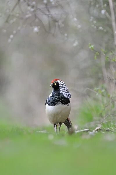 Lady Amhersts Pheasant (Chrysolophus amherstiae) introduced species, adult male, walking along country lane, Norfolk