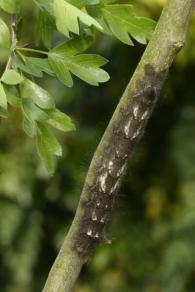 Lappet Moth (Gastropacha quercifolia) full grown larva, on hawthorn twig, Oxfordshire, England, May