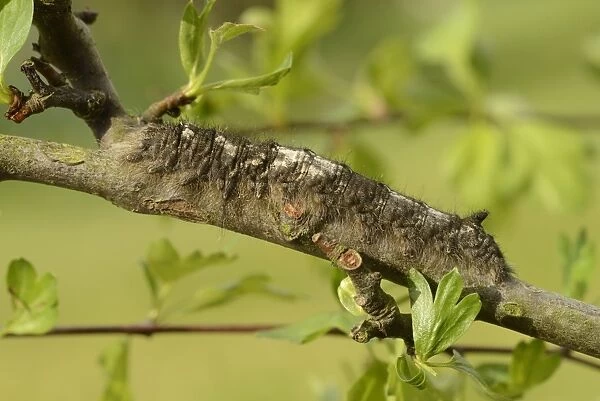 Lappet Moth (Gastropacha quercifolia) full grown larva, feeding on hawthorn, Oxfordshire, England, May