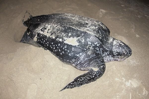 Leatherback Turtle (Dermochelys coriacea) adult female, digging hole and laying eggs in sand at night, Tambrauw Beach
