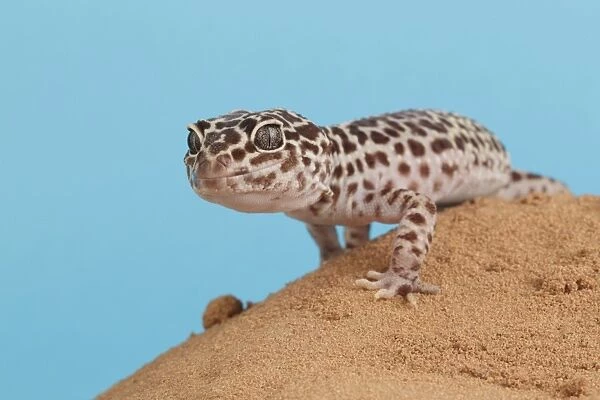 Leopard Gecko (Eublepharis macularius) adult, standing on sand (captive)