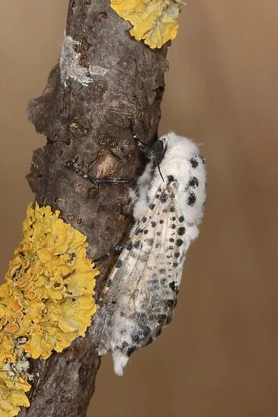 Leopard Moth (Zeuzera pyrina) adult male, resting on twig, Oxfordshire, England, July