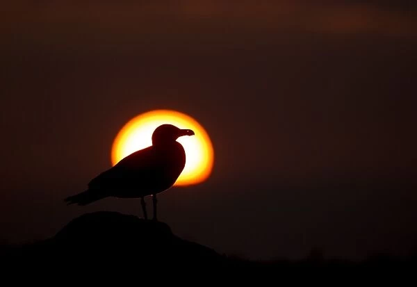 Lesser Black-backed Gull (Larus fuscus) adult, silhouetted at sunset, Saltee Islands, County Wexford, Ireland, April