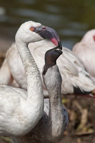 Lesser Flamingo (Phoenicopterus minor) adult feeding young, close-up of heads and necks (captive)