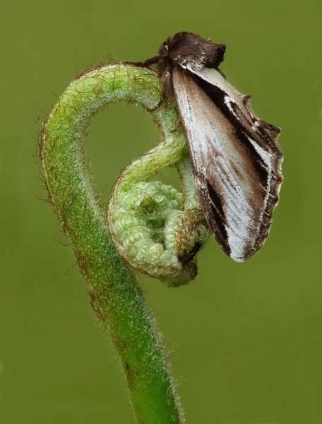 Lesser Swallow Prominent (Pheosia gnoma) adult, resting on unfurled fern frond, Leicestershire, England, may
