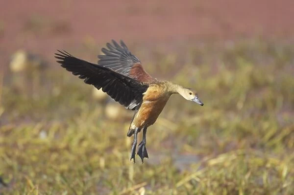Lesser Whistling duck (Dendrocygna javanica) adult, in flight, landing, Keoladeo Ghana N. P. (Bharatpur), Rajasthan, India