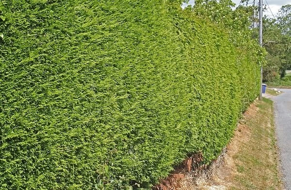Leyland Cypress (Cupressus x leylandii) clipped garden hedge beside road, Thelnetham, Suffolk, England, may