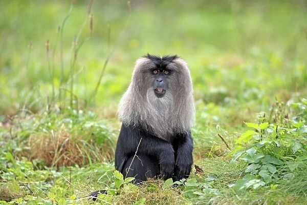 Lion-tailed Macaque (Macaca silenus) adult, sitting on grass (captive)