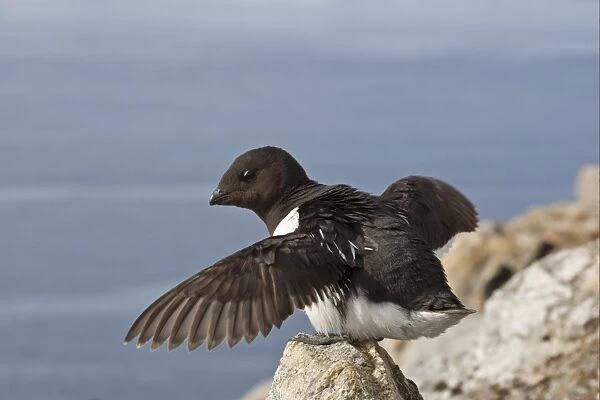 Little Auk (Alle alle) adult, summer plumage, stretching wings, standing on rock at breeding colony, Spitzbergen, Svalbard, july