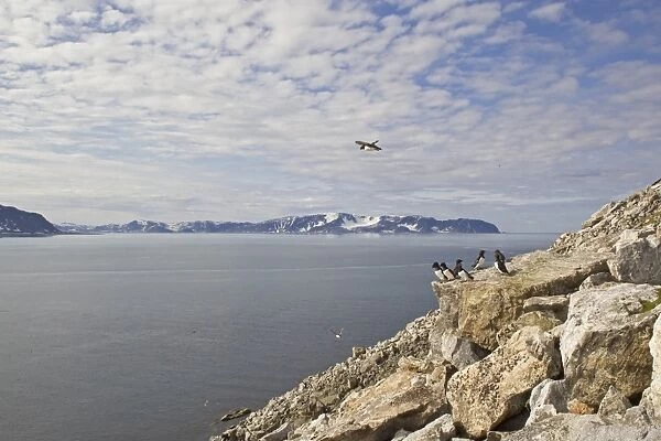 Little Auk (Alle alle) adults, summer plumage, breeding colony on rocks in coastal habitat, Spitzbergen, Svalbard, july