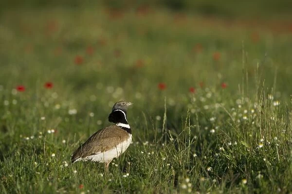 Little Bustard (Tetrax tetrax) adult male, displaying amongst wildflowers on steppe, Spain, may